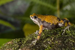 Malabar ramanella frog (Ramanella triangularis) Coorg Karnataka, India. Endemic to Western Ghats Malabar ramanella frog (Ramanella triangularis) Coorg Karnataka, India. Endemic to Western Ghats