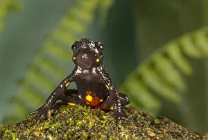 Malabar torrent toad (Ghatophryne ornata) with bright yellow-orange spots more on abdomen Malabar torrent toad (Ghatophryne ornata) with bright yellow-orange spots more on abdomen