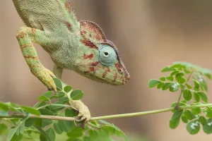 Malagasy giant chameleon (Furcifer oustaleti), Red Tsingys, Madagascar Malagasy giant chameleon (Furcifer oustaleti), Red Tsingys, Madagascar