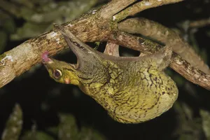 Malayan colugo {Cynocephalus variegatus} hanging upside-down in tree feeding on algae at Malayan colugo {Cynocephalus variegatus} hanging upside-down in tree feeding on algae at