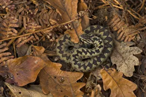 Male Adder (Vipera berus) coiled on leaf litter. Cannock Chase, Staffordshire, UK, October Male Adder (Vipera berus) coiled on leaf litter. Cannock Chase, Staffordshire, UK, October
