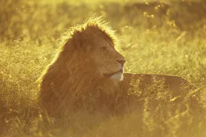 Male African lion (Panthera leo) lying in grass at sunrise, Masai Mara National Reserve Male African lion (Panthera leo) lying in grass at sunrise, Masai Mara National Reserve