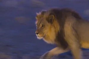 Male African lion (Panthera leo) at night, Kalahari Desert, Botswana Male African lion (Panthera leo) at night, Kalahari Desert, Botswana