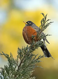 Male American robin (Turdus migratorius) puffed up to keep warm Male American robin (Turdus migratorius) puffed up to keep warm