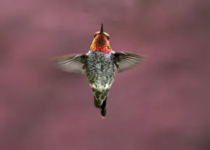Male Annas hummingbird (Calypte anna) hovers in mid-air looking at the camera Male Annas hummingbird (Calypte anna) hovers in mid-air looking at the camera