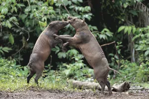 Two male Babirusa fighting (Babyrousa babyrussa) Sulawesi, Indonesia, vulnerable species Two male Babirusa fighting (Babyrousa babyrussa) Sulawesi, Indonesia, vulnerable species