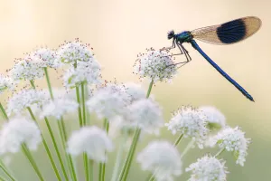 Male banded demoiselle (Calopteryx splendens), resting on flower head, Lower Tamar Lakes Male banded demoiselle (Calopteryx splendens), resting on flower head, Lower Tamar Lakes