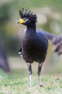 Male Bare-faced Curassow (Crax fasciolata) near Araras Lodge, Mato Grosso, Northern Pantanal, Brazil, South America Male Bare-faced Curassow (Crax fasciolata) near Araras Lodge, Mato Grosso, Northern Pantanal, Brazil, South America