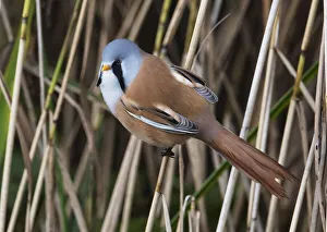 Male Bearded tit (Panurus biarmicus) perched on a reed stem, Leighton Moss Nature Reserve, Lancashire, UK. September Male Bearded tit (Panurus biarmicus) perched on a reed stem, Leighton Moss Nature Reserve, Lancashire, UK. September