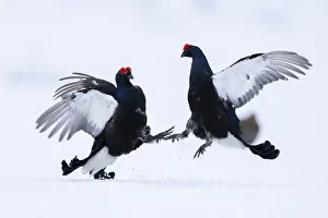 Two male Black grouse (Lyrurus tetrix) fighting and sparing over territory at a snow covered lek, Vasterbotten, Sweden Two male Black grouse (Lyrurus tetrix) fighting and sparing over territory at a snow covered lek, Vasterbotten, Sweden