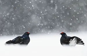 Two male Black grouse (Lyrurus tetrix) displaying at lek, Kuusamo, Finland, April Two male Black grouse (Lyrurus tetrix) displaying at lek, Kuusamo, Finland, April