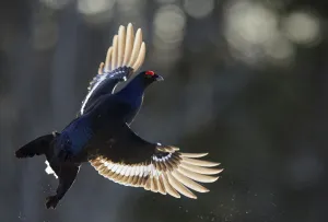 Male Black grouse (Tetrao / Lyrurus tetrix) in flight. Kuusamo, Finland, April Male Black grouse (Tetrao / Lyrurus tetrix) in flight. Kuusamo, Finland, April