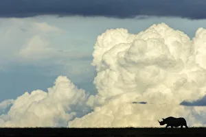 Male black rhinoceros (Diceros bicornis) silhouetted against clouds Male black rhinoceros (Diceros bicornis) silhouetted against clouds