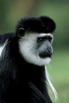 Male Black and white colobus monkey {Colobus guereza} Lake Naivasha, Kenya, East Africa Male Black and white colobus monkey {Colobus guereza} Lake Naivasha, Kenya, East Africa