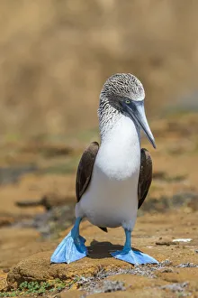 Male Blue-footed booby (Sula nebouxii) walking on sand, San Cristobal Island, Galapagos Male Blue-footed booby (Sula nebouxii) walking on sand, San Cristobal Island, Galapagos