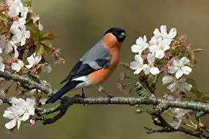 Male Bullfinch (Pyrrhula pyrrhula) perched amongst Cherry blossom, Buckinghamshire Male Bullfinch (Pyrrhula pyrrhula) perched amongst Cherry blossom, Buckinghamshire