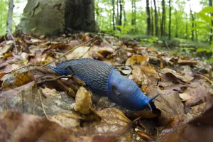 Male Carpathian blue slug (Bielzia coerulans) Morske Oko Reserve, Slovakia, June 2008 Male Carpathian blue slug (Bielzia coerulans) Morske Oko Reserve, Slovakia, June 2008