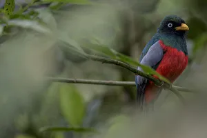Male Choco trogon (Trogon comptus) perched on branch, Mashpi, Pichincha, Ecuador Male Choco trogon (Trogon comptus) perched on branch, Mashpi, Pichincha, Ecuador