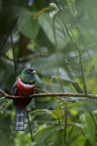 Male Collared trogon (Trogon collaris) perched on twig, Sumaco National Park, Napo Male Collared trogon (Trogon collaris) perched on twig, Sumaco National Park, Napo