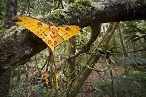 Male Comet / Madagascar moon moth (Argema mittrei) recently emerged drying its wings Male Comet / Madagascar moon moth (Argema mittrei) recently emerged drying its wings