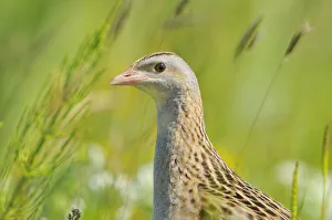 Male Corncrake (Crex crex) South Uist, Outer Hebrides, Scotland, UK, June Male Corncrake (Crex crex) South Uist, Outer Hebrides, Scotland, UK, June