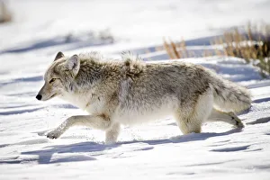 Male Coyote (Canis latrans) walking through deep snow. Hayden Valley Male Coyote (Canis latrans) walking through deep snow. Hayden Valley
