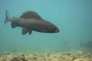 Male European grayling (Thymallus thymallus) on spawning ground, Lake of Thun, Thun Male European grayling (Thymallus thymallus) on spawning ground, Lake of Thun, Thun