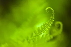 Male Fern (Dryopteris filix-mas) abstract, Isle of Mull, Scotland, UK. June Male Fern (Dryopteris filix-mas) abstract, Isle of Mull, Scotland, UK. June