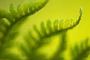 Male fern (Dryopteris filix-mas) close-up, Broxwater, Cornwall, UK, August Male fern (Dryopteris filix-mas) close-up, Broxwater, Cornwall, UK, August