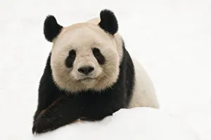 Male Giant panda (Ailuropoda melanoleuca) portrait, lying on snow, approximately 10 years Male Giant panda (Ailuropoda melanoleuca) portrait, lying on snow, approximately 10 years
