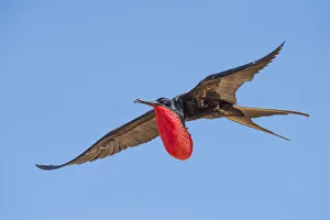 Male Great frigatebird (Fregata minor) in breeding condition with semi-inflated throat pouch, Christmas Island Male Great frigatebird (Fregata minor) in breeding condition with semi-inflated throat pouch, Christmas Island