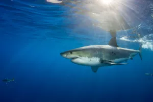 Male Great white shark (Carcharodon carcharias) with sunrays, Guadalupe Island, Mexico Male Great white shark (Carcharodon carcharias) with sunrays, Guadalupe Island, Mexico