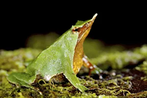 Male green Darwins Frog (Rhinoderma darwinii) with young in vocal pouch, Chile Male green Darwins Frog (Rhinoderma darwinii) with young in vocal pouch, Chile