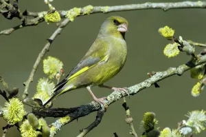 Male Greenfinch (Carduelis chloris) amongst Pussy willow catkins, Hertfordshire, England Male Greenfinch (Carduelis chloris) amongst Pussy willow catkins, Hertfordshire, England