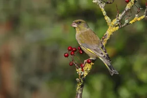 Male Greenfinch (Carduelis chloris) perching on Hawthorn, Cheshire, UK, October Male Greenfinch (Carduelis chloris) perching on Hawthorn, Cheshire, UK, October