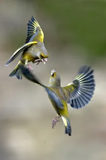Male Greenfinches (Carduelis chloris) squabbling in flight. Dorset, UK, March Male Greenfinches (Carduelis chloris) squabbling in flight. Dorset, UK, March
