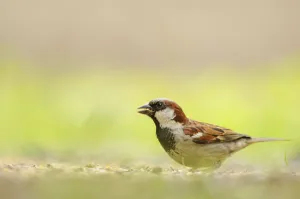 Male House sparrow (Passer domesticus) feeding on the ground, Perthshire, Scotland Male House sparrow (Passer domesticus) feeding on the ground, Perthshire, Scotland