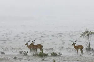 Male impalas (Aepyceros melampus) standing in heavy rain, Masai-Mara Game Reserve, Kenya Male impalas (Aepyceros melampus) standing in heavy rain, Masai-Mara Game Reserve, Kenya