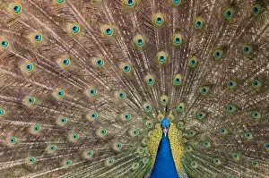 Male Indian peafowl (Pavo cristatus) displaying, captive Male Indian peafowl (Pavo cristatus) displaying, captive