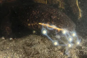 Male Japanese giant salamander (Andrias japonicus) eating the eggs of another salamander Male Japanese giant salamander (Andrias japonicus) eating the eggs of another salamander