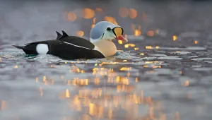 Male King eider duck (Somateria spectabilis) on water, Batsfjord, Norway, March Male King eider duck (Somateria spectabilis) on water, Batsfjord, Norway, March