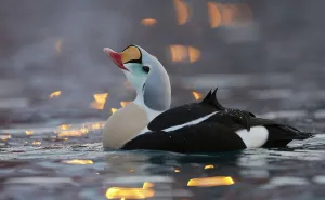 Male King eider (Somateria spectabilis) displaying, Norway, February Male King eider (Somateria spectabilis) displaying, Norway, February