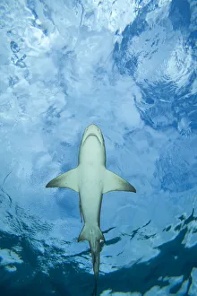 Male Lemon shark (Negaprion brevirostris) gliding just below the surface, Grand Bahama, Caribbean Sea Male Lemon shark (Negaprion brevirostris) gliding just below the surface, Grand Bahama, Caribbean Sea