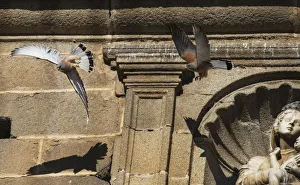 Two male Lesser kestrels (Falco naumanni) in pursuit flight, one driving off the