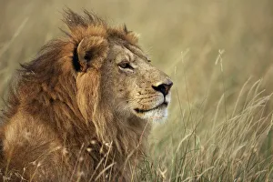 Male lion (Panthera leo) head portrait, Masai Mara, Kenya Male lion (Panthera leo) head portrait, Masai Mara, Kenya