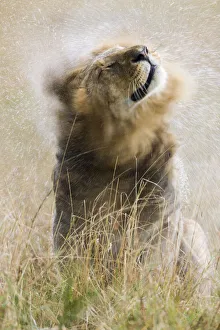 Male Lion (Panthera leo) shaking off water in the rain, Masai-Mara game reserve, Kenya Male Lion (Panthera leo) shaking off water in the rain, Masai-Mara game reserve, Kenya