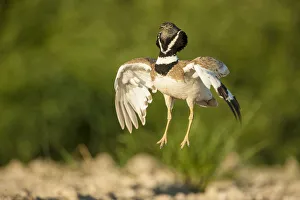 Male Little bustard (Tetrax tetrax) displaying, Catalonia, Spain, May Male Little bustard (Tetrax tetrax) displaying, Catalonia, Spain, May