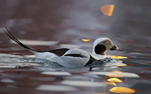 Male Long-tailed duck (Clangula hyemalis), Batsfjord, Norway, March Male Long-tailed duck (Clangula hyemalis), Batsfjord, Norway, March