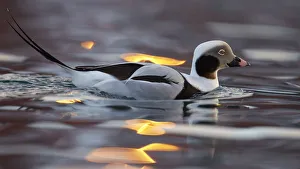 Male Long tailed duck (Clangula hyemalis) on water, Batsfjord, Norway, March Male Long tailed duck (Clangula hyemalis) on water, Batsfjord, Norway, March
