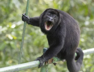 Male Mantled howler monkey (Alouatta palliata) on foot bridge Male Mantled howler monkey (Alouatta palliata) on foot bridge